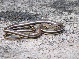 Stripe Bellied Sand Snake Psammophis Subtaeniatus Subtaeniatus Snake Belly Sand