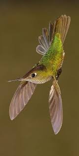 Pin By Turkistan On Hayvanlar Alemi Pretty Birds Beautiful Birds Colorful Birds