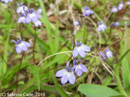 Image result for Lobelia fervens