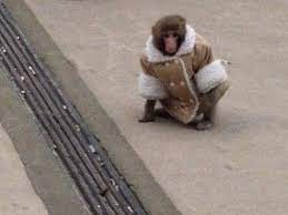 Lessons From Darwin The Ikea Monkey Ikea Monkey Miniature Monkey Monkey Park