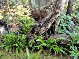 Danger Garden The Stumpery At The Rhododendron Species Foundation Botanical Garden In Federal Way Wa Botanical Gardens Landscape Decor Diy Lawn And Landscape