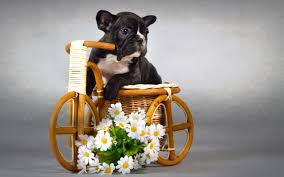 This series is the brainchild of twitter user amanda (@pandamoanimum). Cute Puppy With Flowers Wallpaper Gallery Yopriceville High Quality Images And Transparent Png Free Clipart