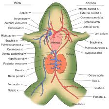 Zoology Carlson Stock Art In 2021 Circulatory System Fish Anatomy Excretory System