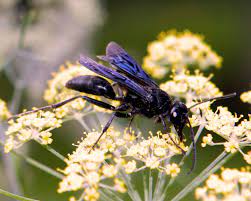 The larvae feed on living insects that the females paralyze and carry to the underground nest. Sphex Pensylvanicus Wikipedia