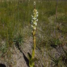 Image result for Satyrium confusum