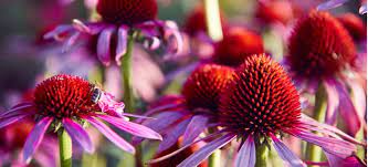 Echinacea Benefits And Uses From Colds To Cancer Dr Axe