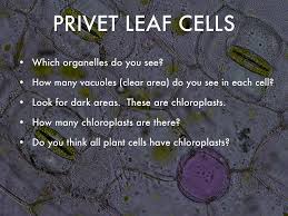 Check spelling or type a new query. Cells By Lena Welch