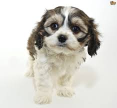 All About The Cavachon Dog Pets4homes