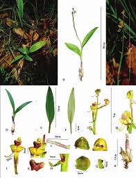 Image result for Liparis