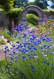 Ticking And Toile Sticking My Head In The Sand Beautiful Flowers Plants Blue Garden