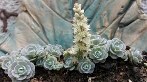 Jun 04, 2021 · simaria posa com look grifado para comemorar 39 anos de idade. Suculentas Rosinhas De Pedra Youtube