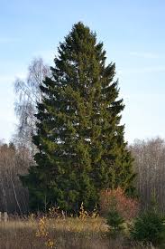 It always maintains a perfect pyramidal form to. Picea Abies Wikipedia
