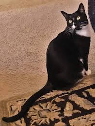 Black And White Tuxedo Cats For Sale If You Want To Make Cleaning Your Cat S Litter Boxes Easier Please Join My Mailing Tuxedo Cats It S Not Black White When It Comes To Cat Litter Cats Buy