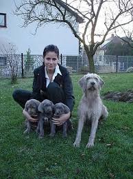 Image result for slovenský ohař hrubosrstý