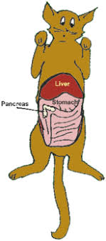 Pancreatic cancer patients have reported developing diabetes up to two years before pancreatic cancer was diagnosed. Pancreatitis In Cats Veterinary Partner Vin