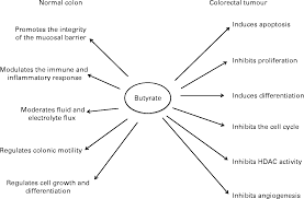 The richest source of butyrate is butter. A Review Of The Potential Mechanisms For The Lowering Of Colorectal Oncogenesis By Butyrate British Journal Of Nutrition Cambridge Core