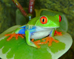 Learning some facts about the green tree frog is definitely a fascinating topic for zoologists and animal lovers all across the globe. Red Eyed Tree Frog Facts For Kids Fun Facts For Kids