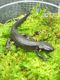 アカハライモリ Cynops Pyrrhogaster アクアフィールド 熱帯魚 水草の通信販売 商品詳細
