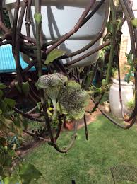 Image result for Ceropegia arenarioides
