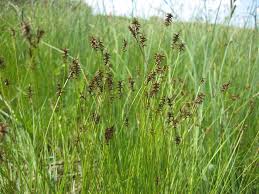 Image result for Carex mildbraediana