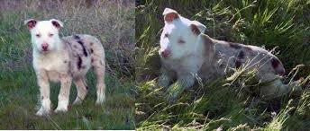 Loading 7 bulls with 2 cowdogs. Beautiful Border Collie Hanging Tree Cow Dog Puppies For Sale In Ellensburg Washington Classified Americanlisted Com