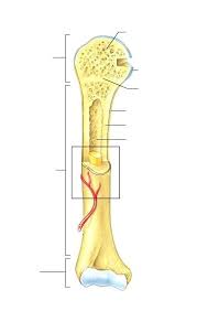 Anterior view of the skull bones unlabeled. Long Bone Diagram Long Bone Anatomy Youtube Online Quiz To Learn Long Bone Diagram Samara Duffer