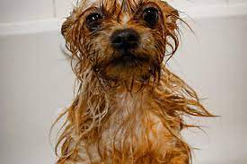 It could be that they are happy to be no longer confined to a small bathtub or while your dog running around after bath time may not present that much of a big problem, you need to ensure that they are calm while you are. Dog Baths Why Your Dog Hates Getting Clean The Dodo