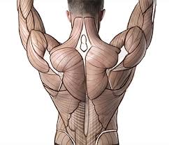 This muscle group can also be referred to as the lower back, even though it extends above that area. Anatomy Back Muscles Anatomy Drawing Diagram