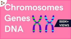 These genes have more than two alleles, and many different possibilities surround which alleles pass down from parent to offspring. Genetics Short Notes