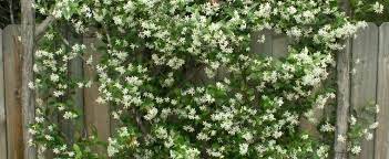 Maybe you would like to learn more about one of these? Trachelospermum Species Chinese Star Jasmine Confederate Jasmine Star Jasmine Trachelospermum Jasminoides