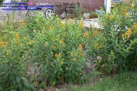 Image result for Cestrum