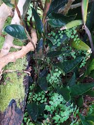 Image result for Culcasia