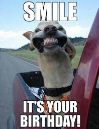30 Hilarious Birthday Memes For Your Sister Sayingimages Com Cute Animals Animals Happy Dogs