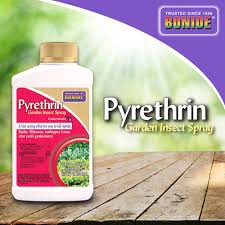 Image result for Pyrethrin