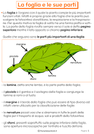 Spiegherei ai bambini che il sole è come il fuoco, la pentola come la clorofilla e tutto il resto è quello che arriva dall'acqua e dall'aria, che la pianta mangia come con la fotosintesi clorofilliana, che è il contrario della respirazione. Le Parti Della Foglia Schede Didattiche Per La Scuola Primaria Scienza Natura Scienza Scuola Media Scienza Per Bambini