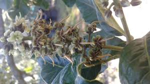 Image result for Bersama lucens