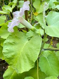 Image result for Ipomoea verbascoidea