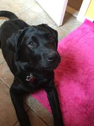 Axle 5 Month Old English Lab English Lab Old English Labrador Retriever
