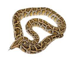 Download Python Png Images Background Png Free Png Images Snake Png Images Clip Art