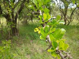 Image result for Embelia schimperi