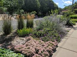 Planting With Zone 4 Ornamental Grasses - Ornamental Grass For Cold  Climates | Gardening Know How