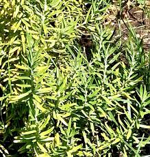 Image result for Helichrysum kraussii