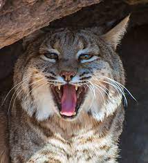 Bobcat Portrait Bobcat Kitten Cat Anatomy Cat Bobcat