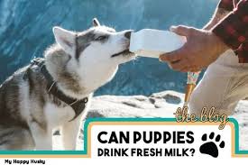 If for some reason you are responsible for bottle feeding your puppy due to unforeseen issues such as the mother dying or developing an illness that prevents them from producing and delivering milk to their offspring. Can Puppies Drink Fresh Milk The Puppy Milk Guide My Happy Husky