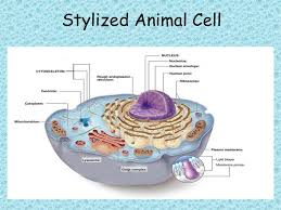 It also explains how the organelles work learn about plant and animal cells, cell structures and differences between plant and animal cells in this. Cell Organelles And Structures Ppt Download