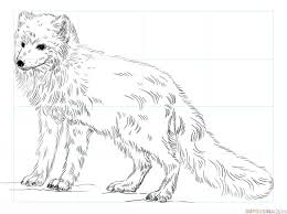 How To Draw An Arctic Fox Step By Step Drawing Tutorials Fox Coloring Page Animal Coloring Pages Arctic Fox Color