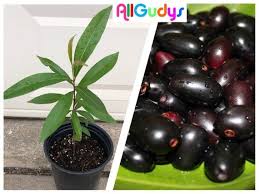 Check spelling or type a new query. Java Plum Jambolan Jamun Tree Plant 2 5yr Old 10 14 Inches Etsy Growing Tree Plants Plum