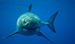 The megalodon shark is one of the most debated sharks in history. Shark Bigger Than Megalodon Lurking In California Waters Sparks Expert Probe Weird News Express Co Uk