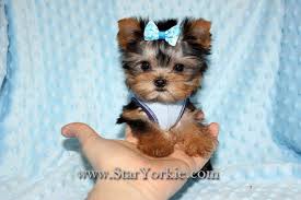 Free download teacup shih tzu maltese yorkies puppies hd wallpaper car pictures. Cute Yorkie Quotes Quotesgram