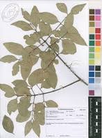 Image result for Pleurostylia capensis